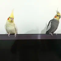 عروس هلندی دستی و مولد