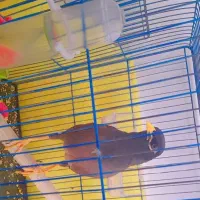 مرغ مینا