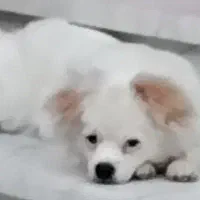 سگ گمشده محدوده ملاحبیب