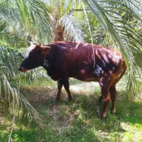 حیوانات مزرعه