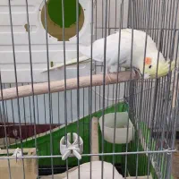 عروس هلندی لوتینو