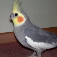 عروس هلندی گمشده