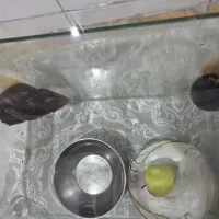 حلزون مارژیناتا مولد