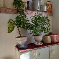 گل طبیعی|گل و گیاه طبیعی|قروه, |دیوار