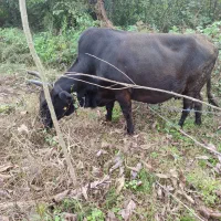 گاو چالوسی به همراه ورزا کوله