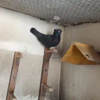 کبوتر دمبی طوقی وسیاه چش چنگ سفیدپالخت|پرنده|کازرون, |دیوار