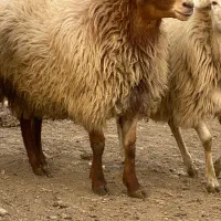 قوچ|حیوانات مزرعه|اصلاندوز, |دیوار