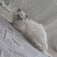 پرشین اسکاتیش