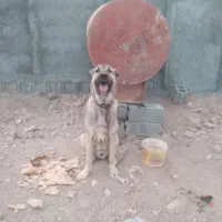 سگ سرابی ۱۰ماهه