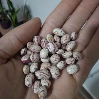 لوبیا چیتی بوجاری درجه یک امسال