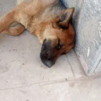 سگ ژرمن شپرد