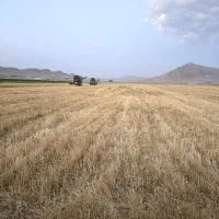 خریدار گندم به بالا ترین قیمت بازار