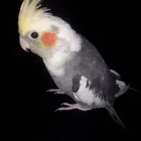 عروس هلندی سخنگو