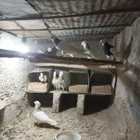 طوقی