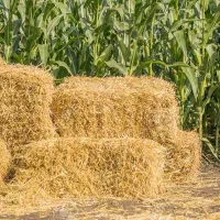 فروش کاه برنج بسته ای 100هزار تومان