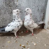 دو جفت کفتر پرشی