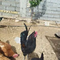خروس‌‌یکساله