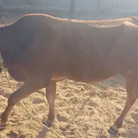 جلب خوب قلم دار