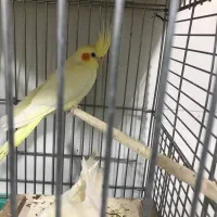 یک جفت عروس هلندی دستی لوتینو کار داده با قفس