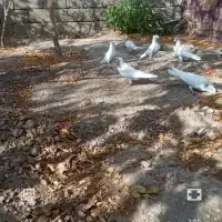 کبوتر ملقی کله ای کلاهی سو قدیم همه چیز تمام|پرنده|بافت, |دیوار