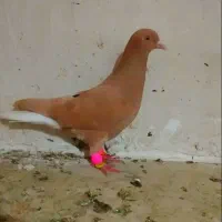 کفترسبز و رنگه