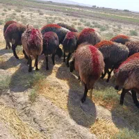 ۲۰ دانه میش جوان و کاور وتقلی افشاری آوستن|حیوانات مزرعه|تایباد, |دیوار