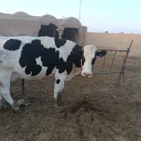 گاو|حیوانات مزرعه|سبزوار, ابارش|دیوار