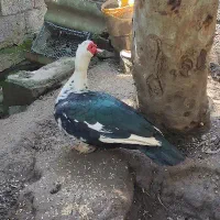 فروش اردک اسرائیلی نر و ماده