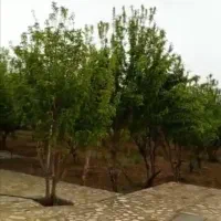 فروش باغ شهری|فروش خانه و ویلا|همایجان, |دیوار