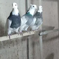 کبوتر کفتر کبوتر