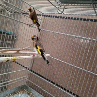 سهره ماده پلاکدار جوجه قفس ۱ساله