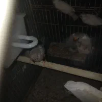 فنچ|پرنده|رشت, پستک|دیوار