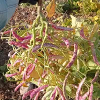 لوبیا چیتی درجه۱ درشت|عمده‌فروشی|ایجرود, |دیوار