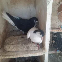 کفتررنگی کبوتر|پرنده|تهران, بهاران|دیوار
