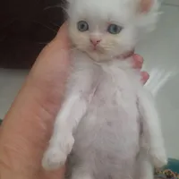 گربه