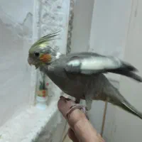 جوجه عروس هلندی۴ماهه