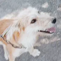 فروش سگ پاکوتاه|سگ|فاریاب, |دیوار