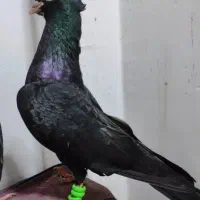 زاغ ابدانی