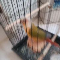 جفت گرینچیک