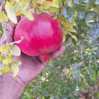 اجاره باغ انار