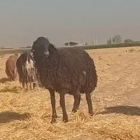بره ماده|حیوانات مزرعه|جوادآباد, |دیوار