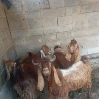 دورگ پاکستانی قیمت۵۰تومان