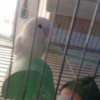 کوتوله برزیلی جفت و جوجه سرلاکی