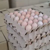 تخم مرغ محلی