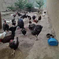 بوقلمون برنزه فروشی