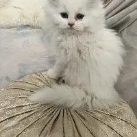 گربه بریتیش لانگ هیر|گربه|کرج, عظیمیه|دیوار