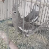 جفت عروس وایت فیس