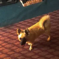 سگ پامر روباهی