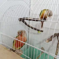 طوطی گیرینچیک مولد