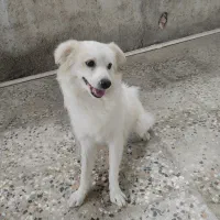 فروشی|سگ|بندرعباس, |دیوار